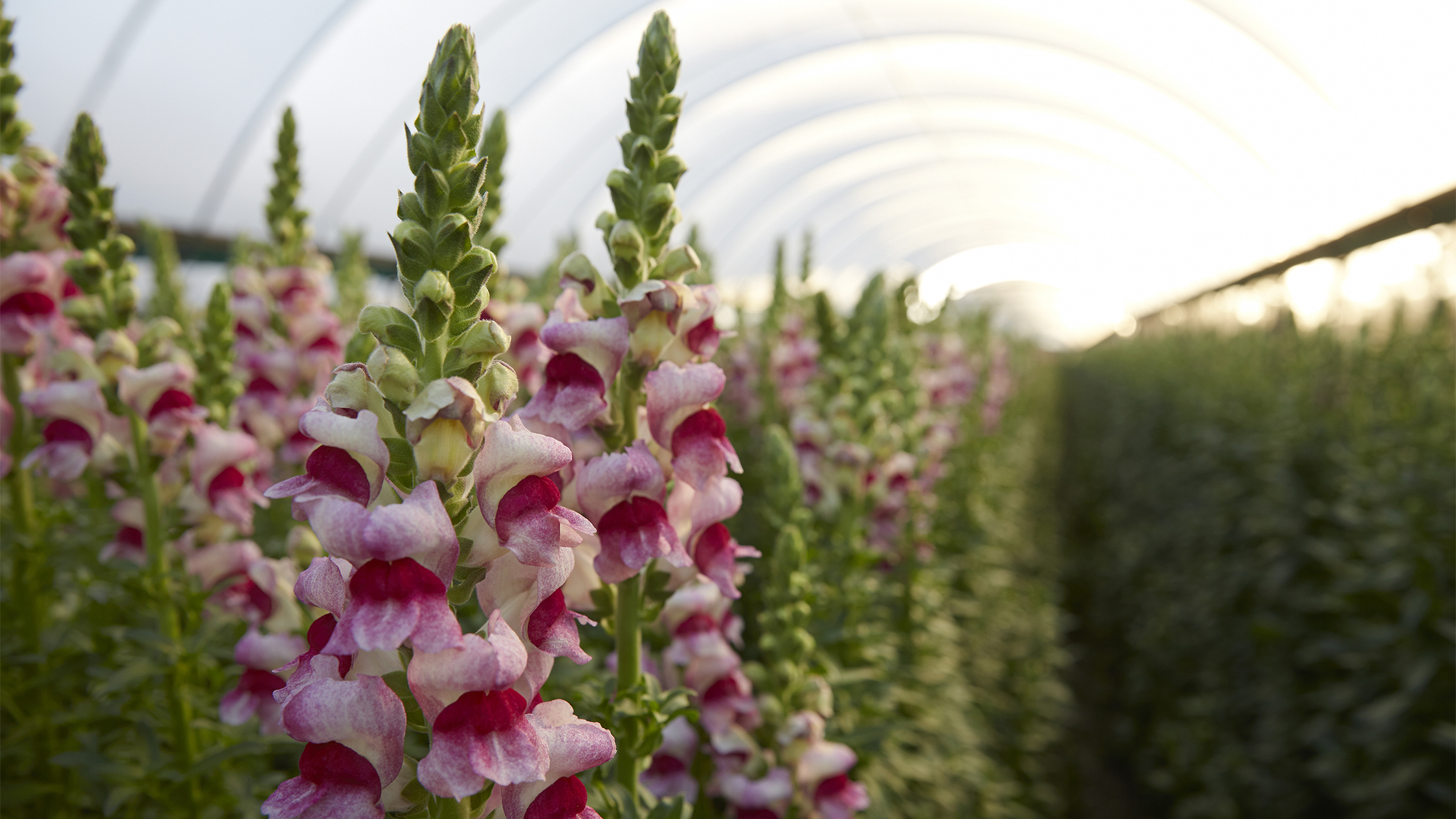 Snapdragons growing in a hoop house at fl ower farm Joseph and Sons in California, as seen on J Schwanke’s Life in Bloom on public television stations nationwide.